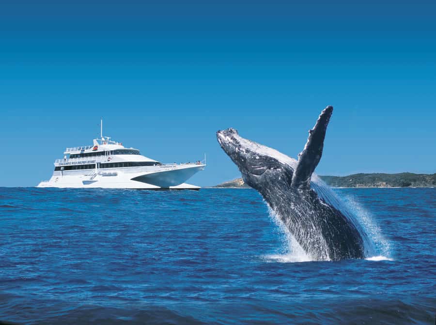 Moreton Island: Tangalooma Day Trip & Whale Watching Cruise - Three hours on the water with humpback whales