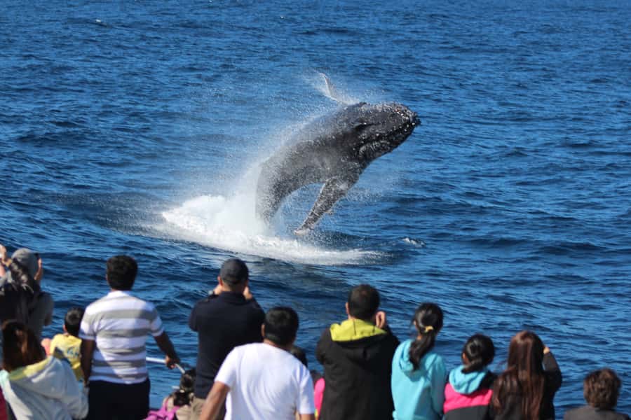 Moreton Island: Tangalooma Day Trip & Whale Watching Cruise - Is $109 good value?