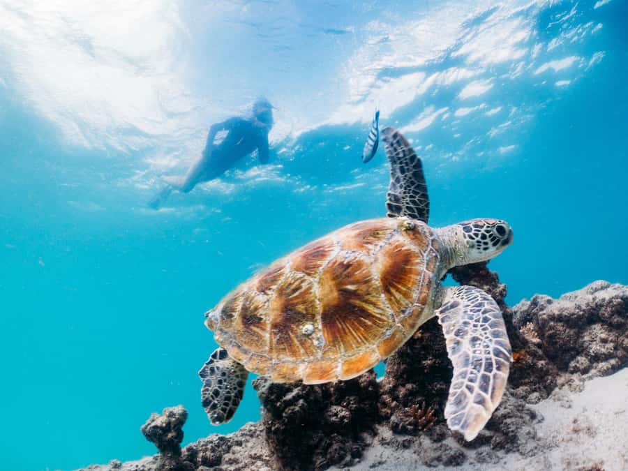 Moreton Island: Tangalooma Day Trip with Snorkeling Tour - Key points to know before booking