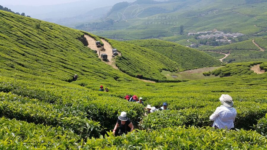 Munnar Private Day Trip - Key points to know before booking