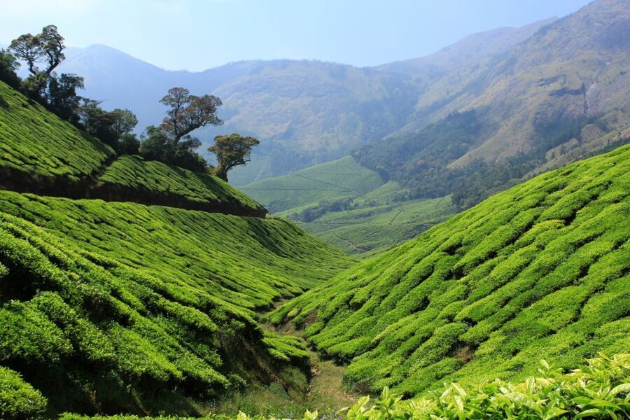 Munnar Private Day Trip - The real cost of a one-day Munnar visit
