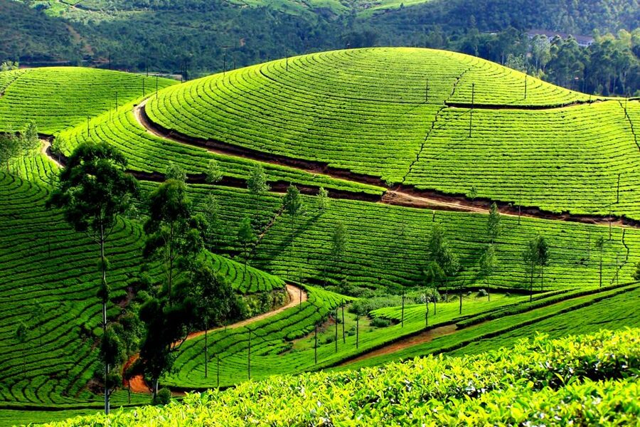 Munnar Private Day Trip - Cheeyappara and Valara waterfalls