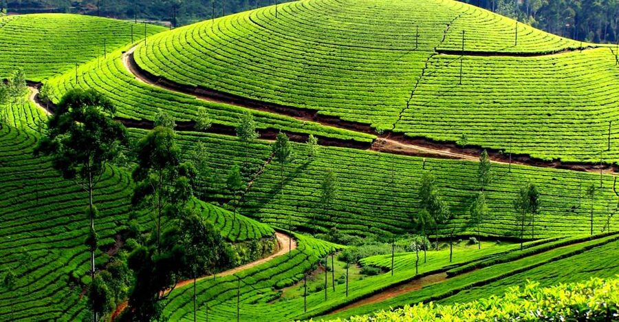 Munnar Private Day Trip - Reaching Munnar and meeting your guide