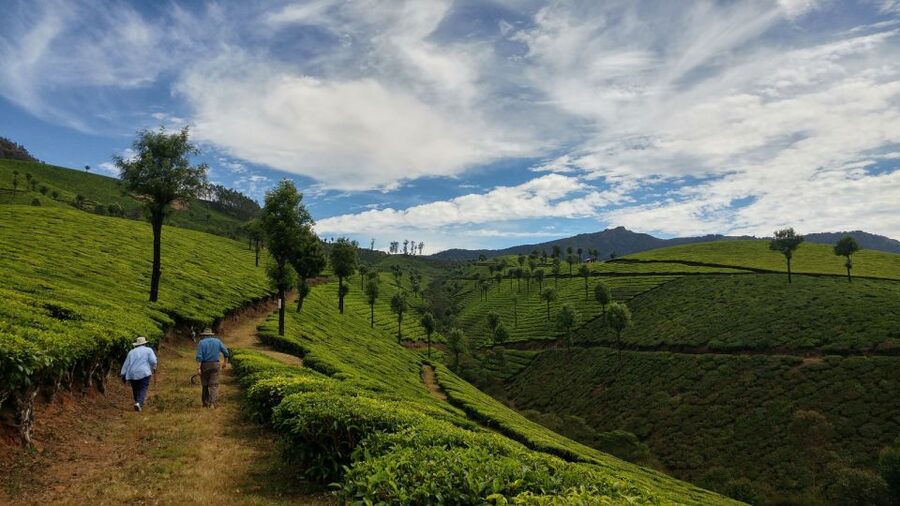 Munnar Private Day Trip - Walking through the tea plantation