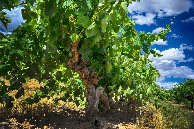 Murray River Day Trip from Adelaide Including Lunch Cruise aboard the Proud Mary - How the value adds up at $142.73