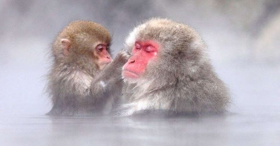 Nagano: Snow Monkeys, Zenkoji Temple & Sake Day Trip - Key points at a glance