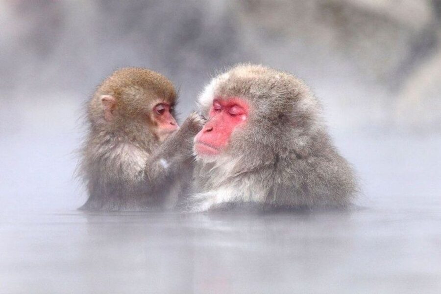 Nagano: Snow Monkeys, Zenkoji Temple & Sake Day Trip - Why this day trip works so well