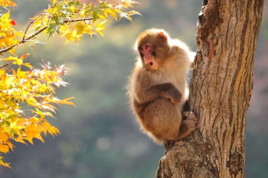 Nagano: Snow Monkeys, Zenkoji Temple & Sake Day Trip - Walking through Zenkoji Temple
