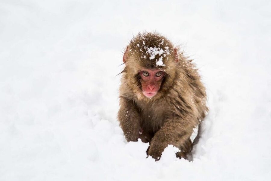 Nagano: Snow Monkeys, Zenkoji Temple & Sake Day Trip - A substantial Nagano lunch