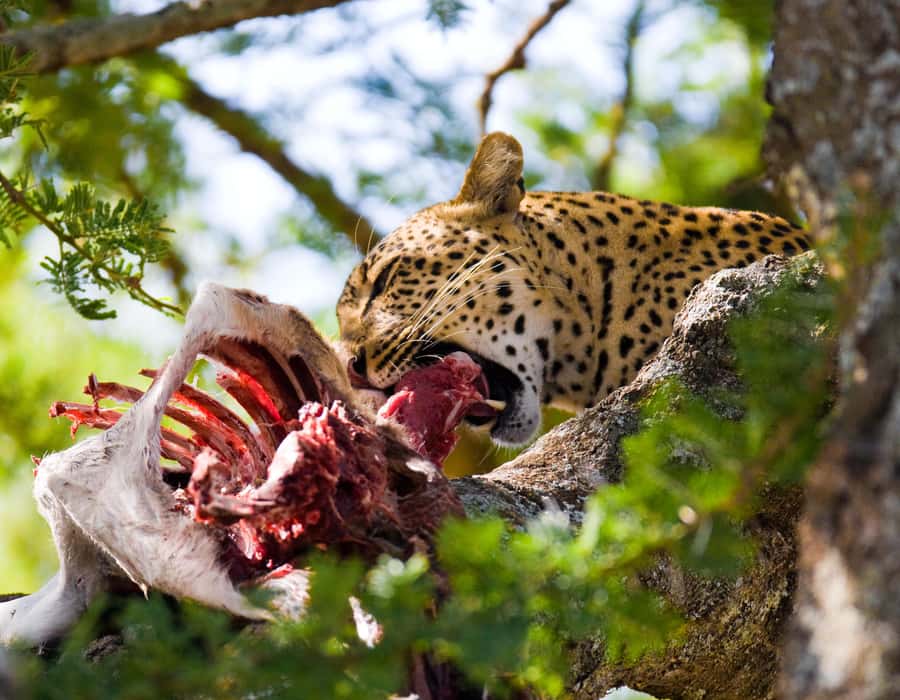 Nairobi: Day Trip to Maasai Mara Reserve & Maasai village - Why this Nairobi day safari is worth considering