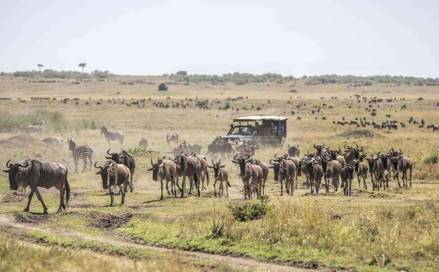 Nairobi: Day Trip to Maasai Mara Reserve & Maasai village - Lunch, water, and what you need to budget