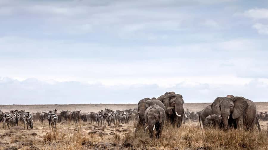 Nairobi: Day Trip to Maasai Mara Reserve & Maasai village - The long return to Nairobi