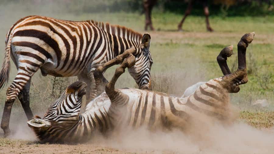 Nairobi: Day Trip to Maasai Mara Reserve & Maasai village - Who should book this experience?