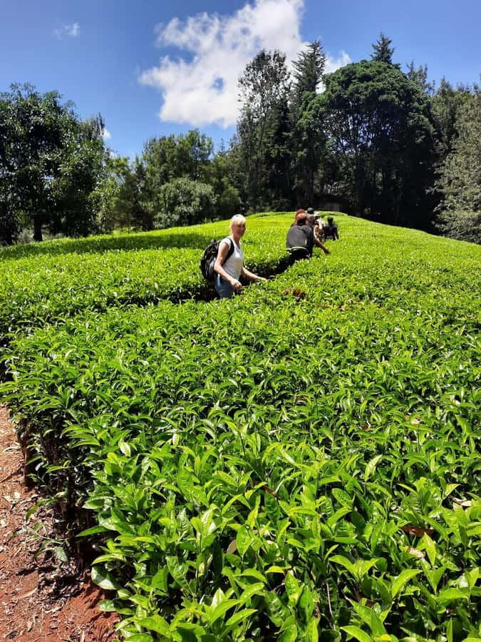 Nairobi: Tea Farm Day Trip with Lunch at kiambethu - From Nairobi to a working tea farm
