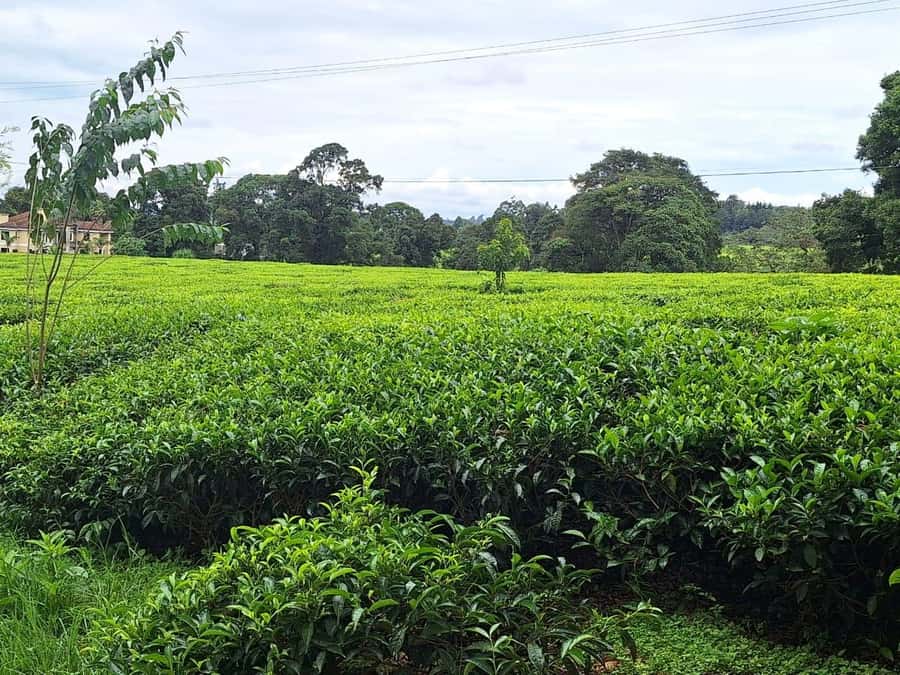 Nairobi: Tea Farm Day Trip with Lunch at kiambethu - A three-course lunch around 1 pm