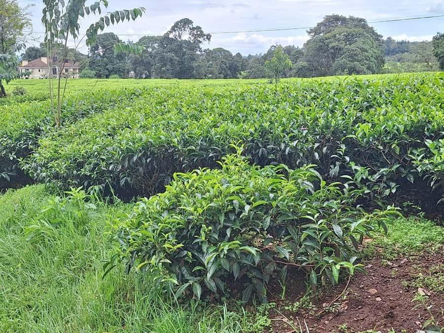 Nairobi: Tea Farm Day Trip with Lunch at kiambethu - Who should book this day trip?