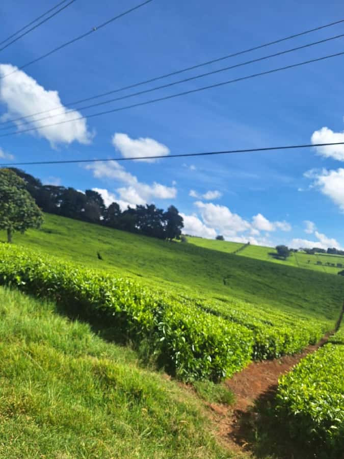 Nairobi: Tea Farm Day Trip with Lunch at kiambethu - The 11 am welcome and farm story