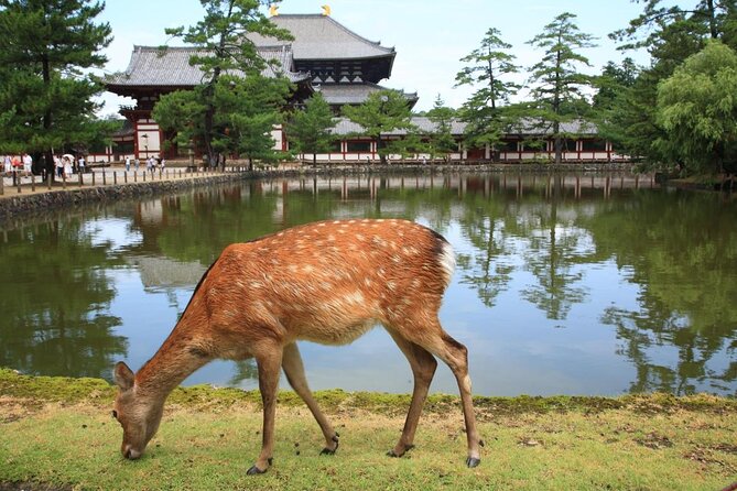 Nara Half Day Trip Walking Tour (Private Option Available) - Key points to know before booking