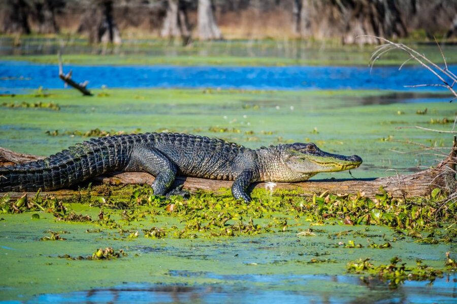 New Orleans: Oak Alley Plantation and Swamp Cruise Day Trip - Who will enjoy this day most?