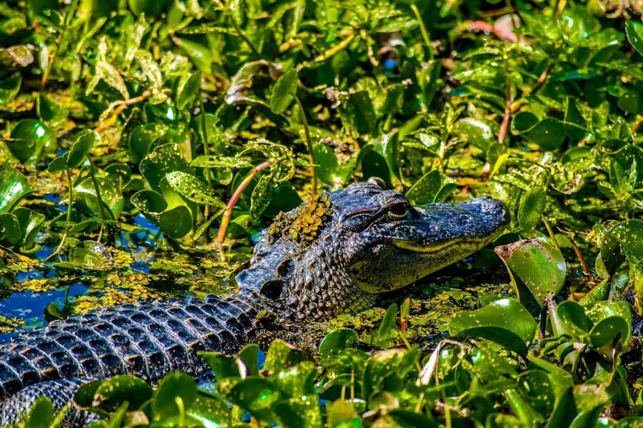 New Orleans: Oak Alley Plantation and Swamp Cruise Day Trip - How the history is handled
