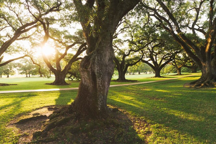 New Orleans: Oak Alley Plantation and Swamp Cruise Day Trip - What the full 510-minute schedule feels like