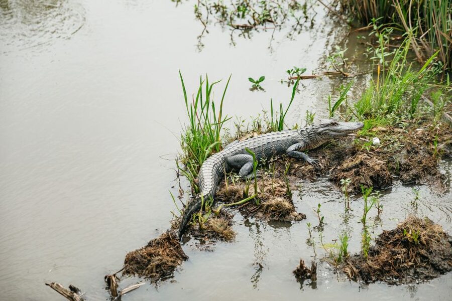 New Orleans: Oak Alley Plantation and Swamp Cruise Day Trip - The morning ride from New Orleans to Vacherie
