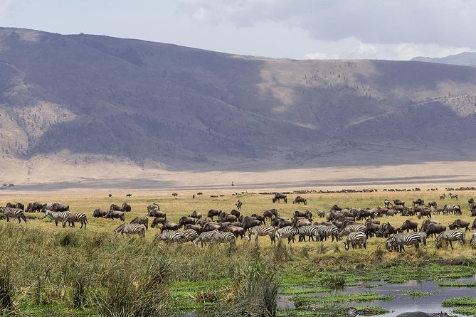 Ngorongoro Crater Day Trip - Why Ngorongoro Crater works so well for a one-day safari