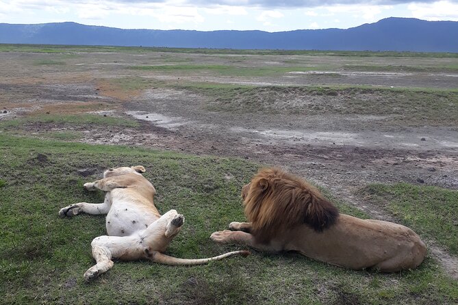 Ngorongoro Crater Day Trip - Picnic lunch beside the wildlife