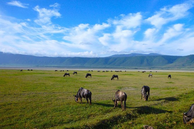 Ngorongoro Crater Day Trip - What the $325 price includes