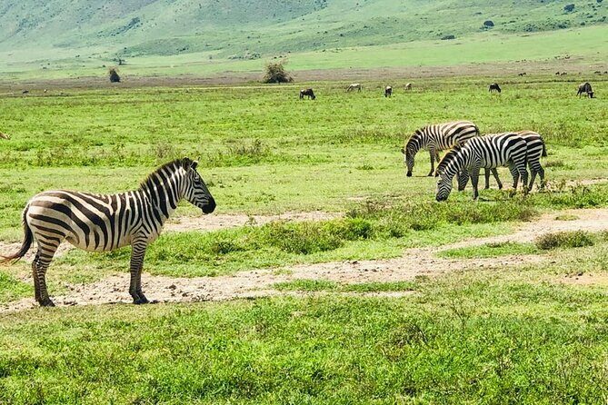 Ngorongoro Crater Day Trip - Who will get the most from this day trip