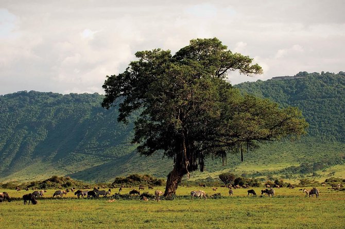 Ngorongoro Crater Day Trip - Entering the crater and beginning the seven-hour game drive