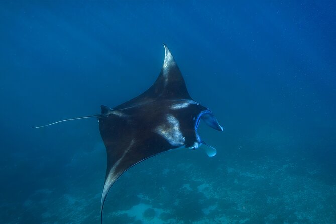 Nusa Penida day trip: boat, 4 snorkeling, Manta rays & Land tour - Lunch by the infinity pool