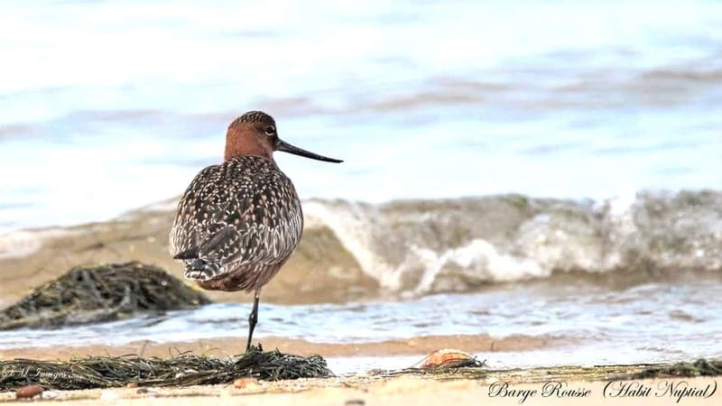 Olhão: Ria Formosa 3 Islands Guided Day Trip by Boat - The guides make the difference