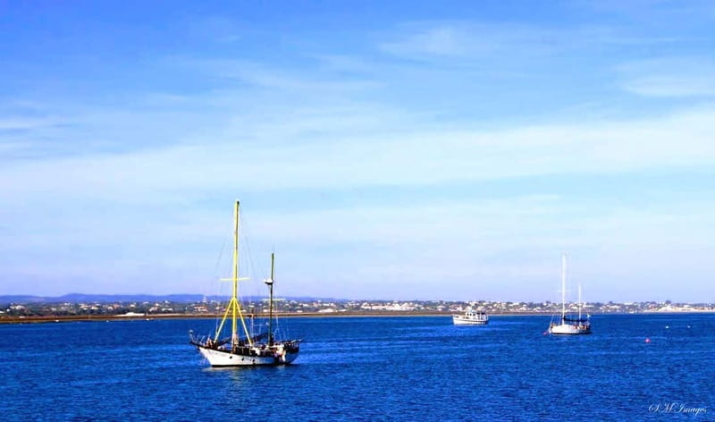 Olhão: Ria Formosa 3 Islands Guided Day Trip by Boat - Wildlife, oyster farms, and the working lagoon