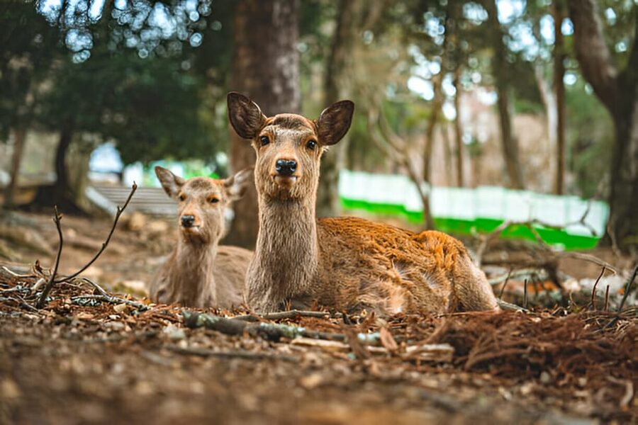 Osaka/Kyoto: Private Kyoto and Nara Day Trip - Nara-only: slower paths and more museum choices