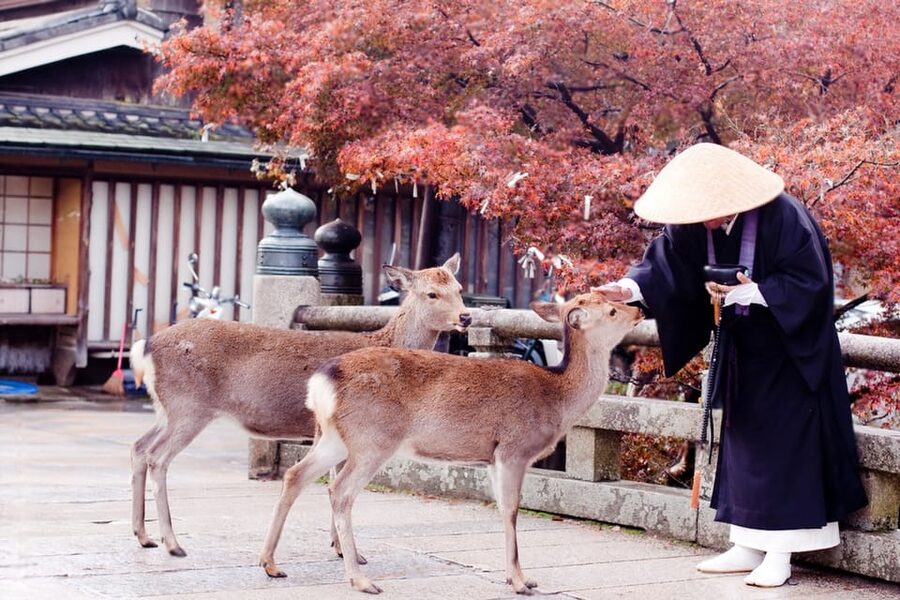 Osaka/Kyoto: Private Kyoto and Nara Day Trip - How to get the best day for your group