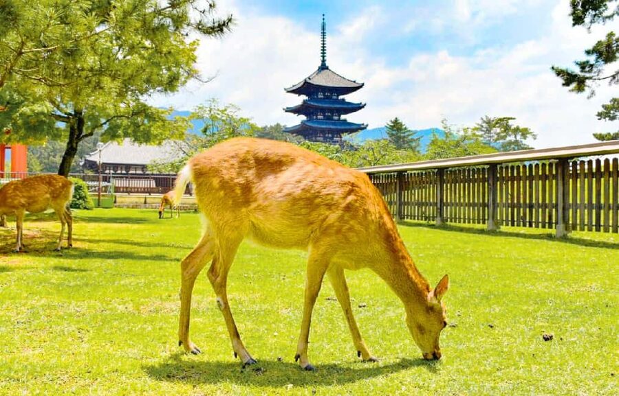 Osaka: Nara and Uji Day Trip with Deer Park and Hot Spring - Meeting the coach near Nipponbashi