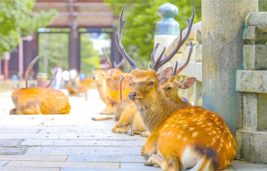 Osaka: Nara and Uji Day Trip with Deer Park and Hot Spring - How the guides shape the experience