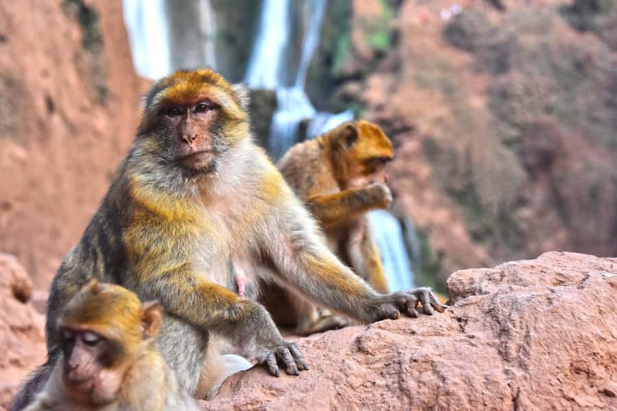 Ouzoud Waterfalls: Day Trip from Marrakech - Lunch with a view, but read the price carefully