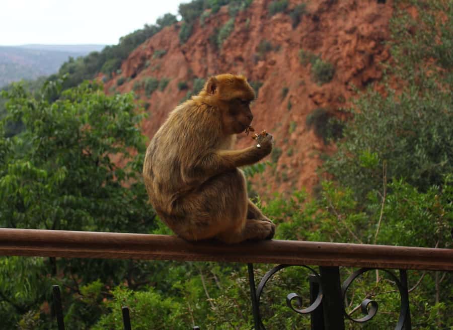 Ouzoud Waterfalls: Day Trip from Marrakech - Monkeys, photos, and respectful behavior