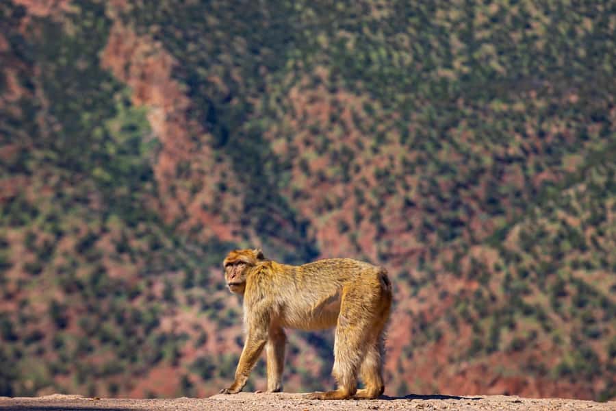 Ouzoud Waterfalls: Day Trip from Marrakech - Is $22 good value?