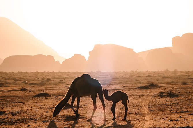 Petra and Wadi Rum Day Excursion with Hotel Collection - Entering Petra through Al-Siq