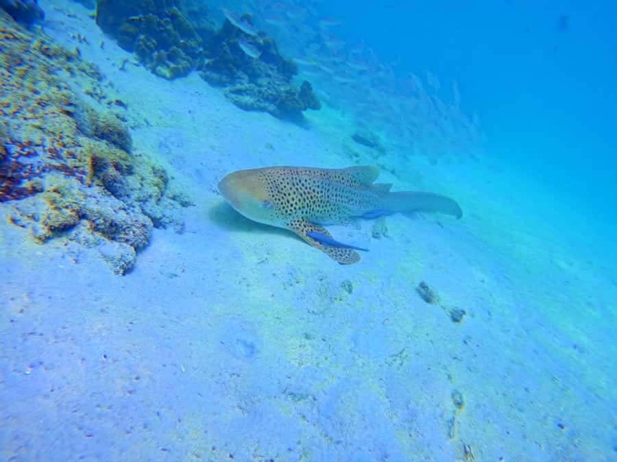 Phi Phi & Bamboo Islands: Premium Day Trip w/ Seaview Lunch - Bamboo Island gives you the classic beach hour