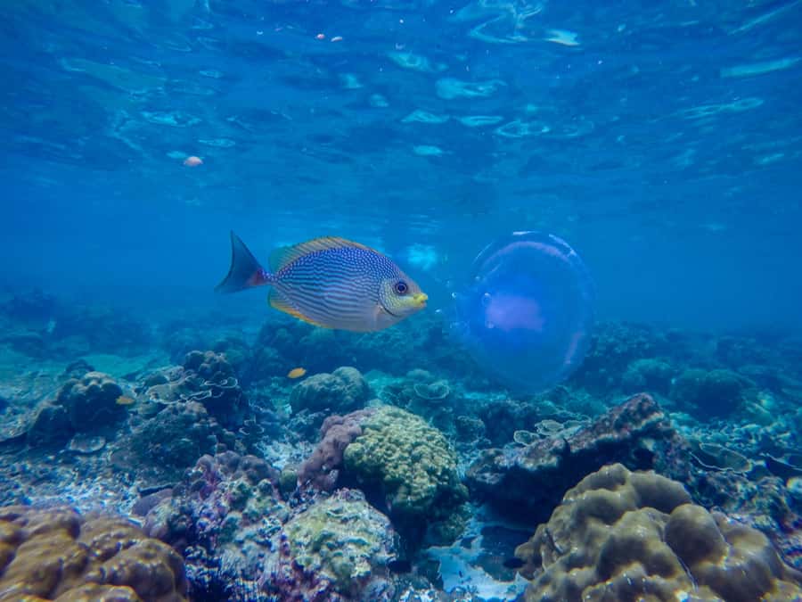 Phi Phi & Bamboo Islands: Premium Day Trip w/ Seaview Lunch - Pileh Lagoon is the day’s strongest water stop