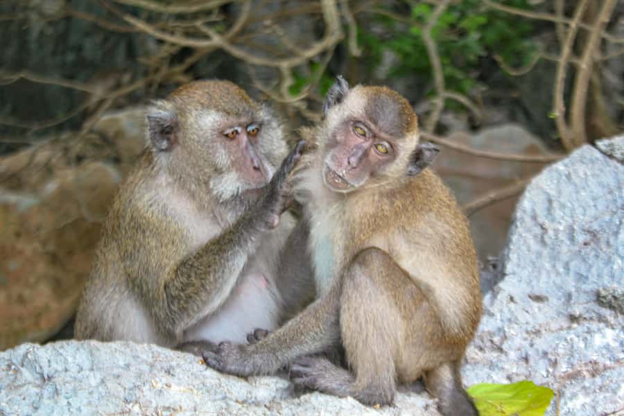 Phi Phi & Bamboo Islands: Premium Day Trip w/ Seaview Lunch - Is $113 good value?