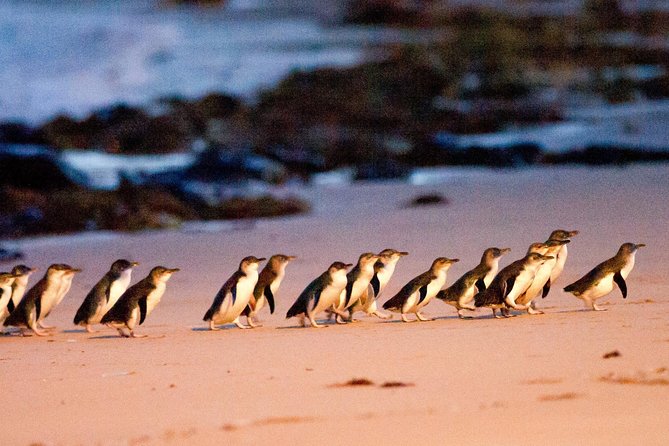 Phillip Island Day Trip from Melbourne with Penguin Plus Viewing Platform - Key points to know before booking