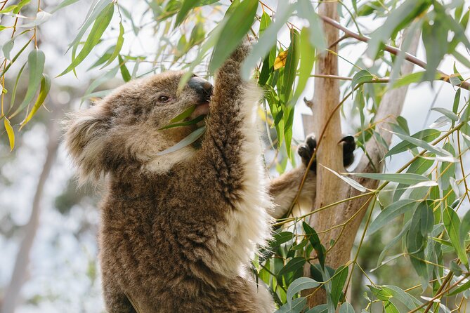 Phillip Island Day Trip from Melbourne with Penguin Plus Viewing Platform - Cowes is a useful break, not a major attraction
