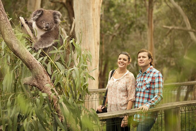 Phillip Island Day Trip from Melbourne with Penguin Plus Viewing Platform - The Koala Conservation Reserve begins the wildlife day