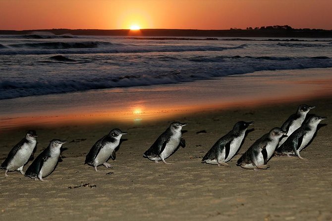 Phillip Island Penguin and Koala Highlights Day-Trip from Melbourne - Leaving Melbourne for Phillip Island