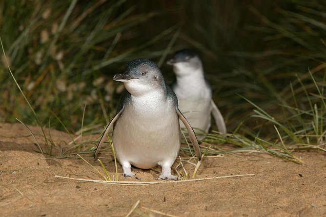 Phillip Island Penguin and Koala Highlights Day-Trip from Melbourne - A short pause in Cowes